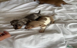 Dachshund dogs for sale: Dachshund puppies  - Image 1