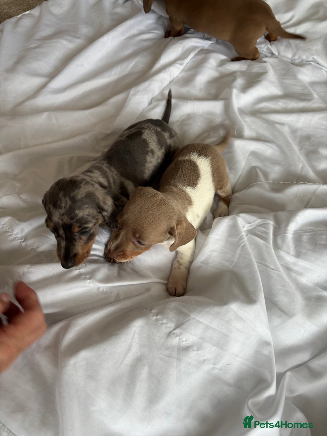 Dachshund dogs for sale: Dachshund puppies  - Image 1