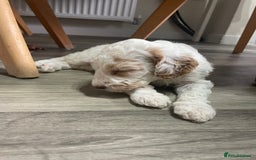 Australian Labradoodle dogs for sale: Australian Labradoodle Puppies – Ready Now🐶 - Image 20