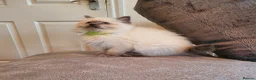 Ragdoll cats for sale: 🐈💕Gorgeous GCCF Blue Point Kittens💕🐈 in Preston - Advert 21