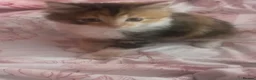 Domestic Shorthair cats for sale: 8 weeks old kittens  in London - Advert 4