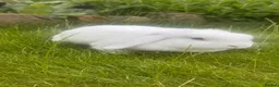 Mini Lop rabbits for sale: Mini lop for sale  - Advert 3