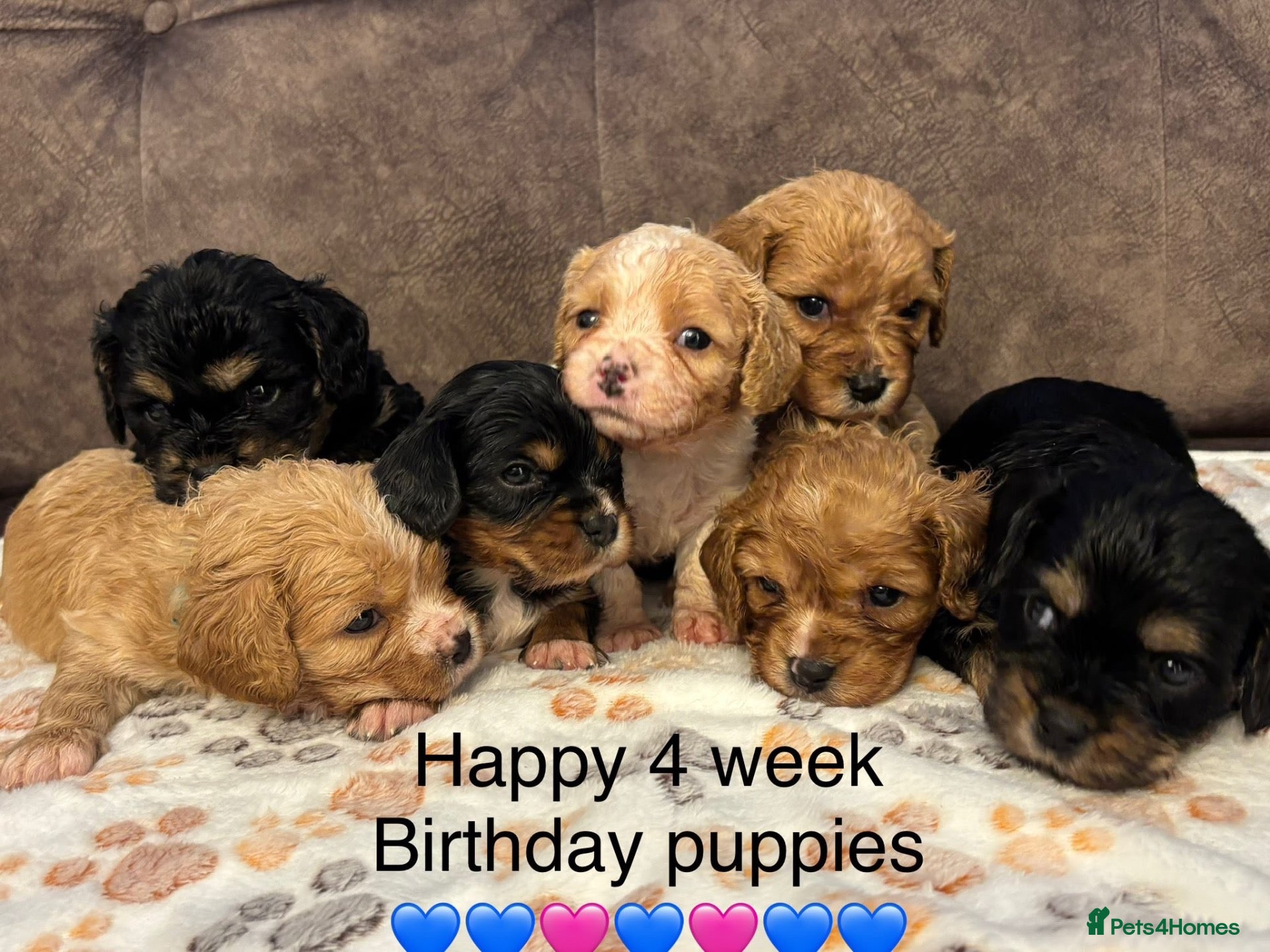 Cavachon dogs F1B Cavachon Puppies - Advert 2