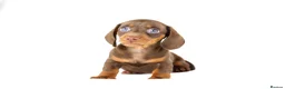 Miniature Dachshund dogs for sale: Kc reg miniature dachshunds  - Advert 6