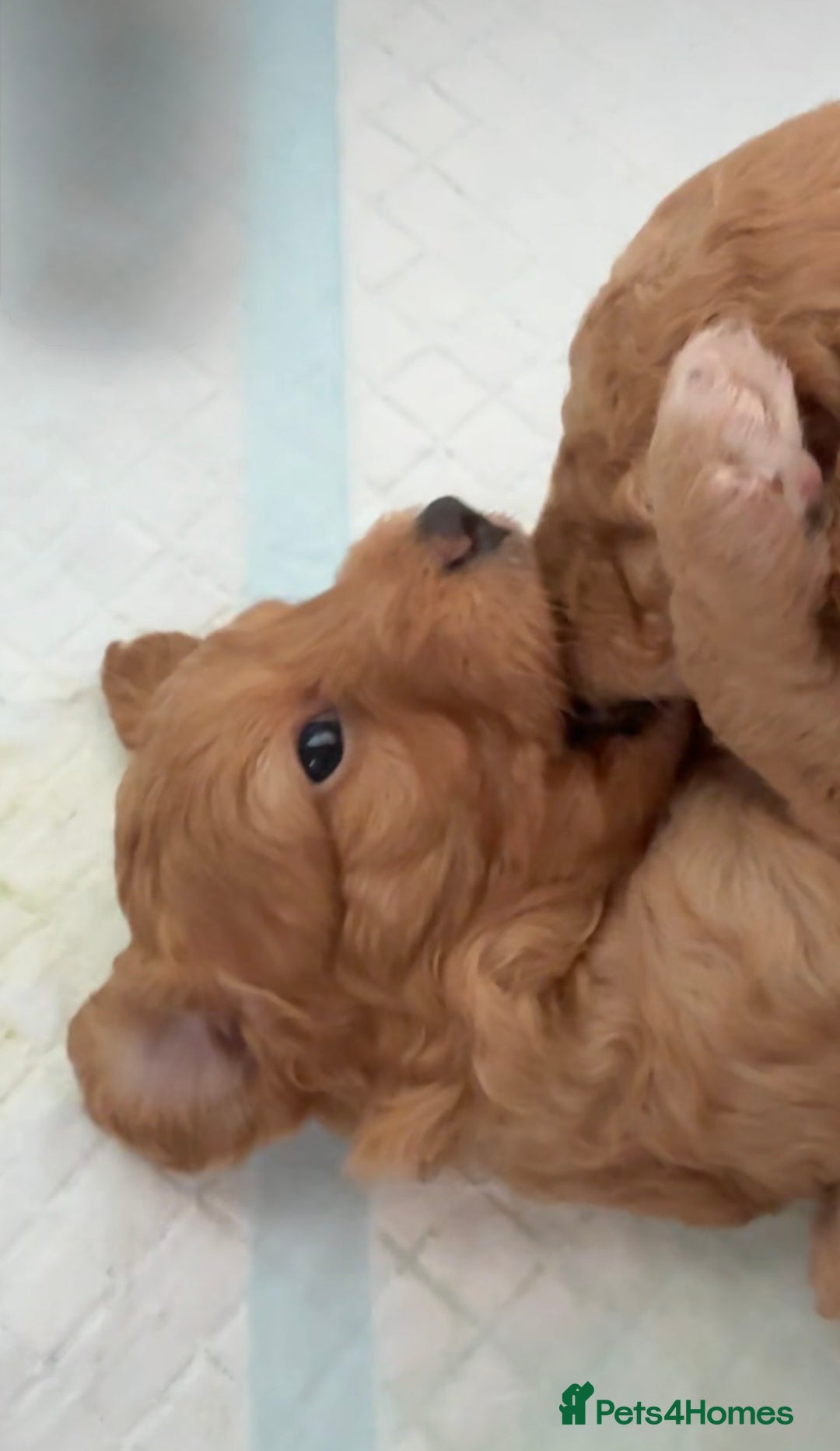 Cockapoo dogs for sale: Cockapoos apricot/white available  - Advert 5