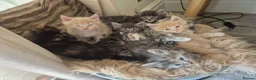 Maine Coon cats for sale: Majestic Maine coon, big paws, big hearts. - Advert 4
