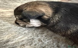 Miniature Schnauzer dogs for sale: 5*KC MINIATURE SCHNAUZER PUPPIES  - Image 6