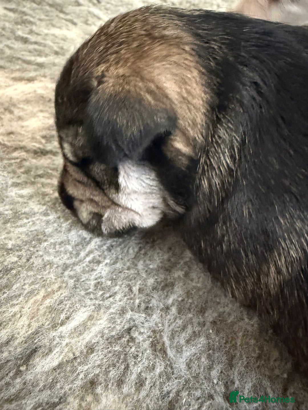 Miniature Schnauzer dogs for sale: 5*KC MINIATURE SCHNAUZER PUPPIES  - Image 6