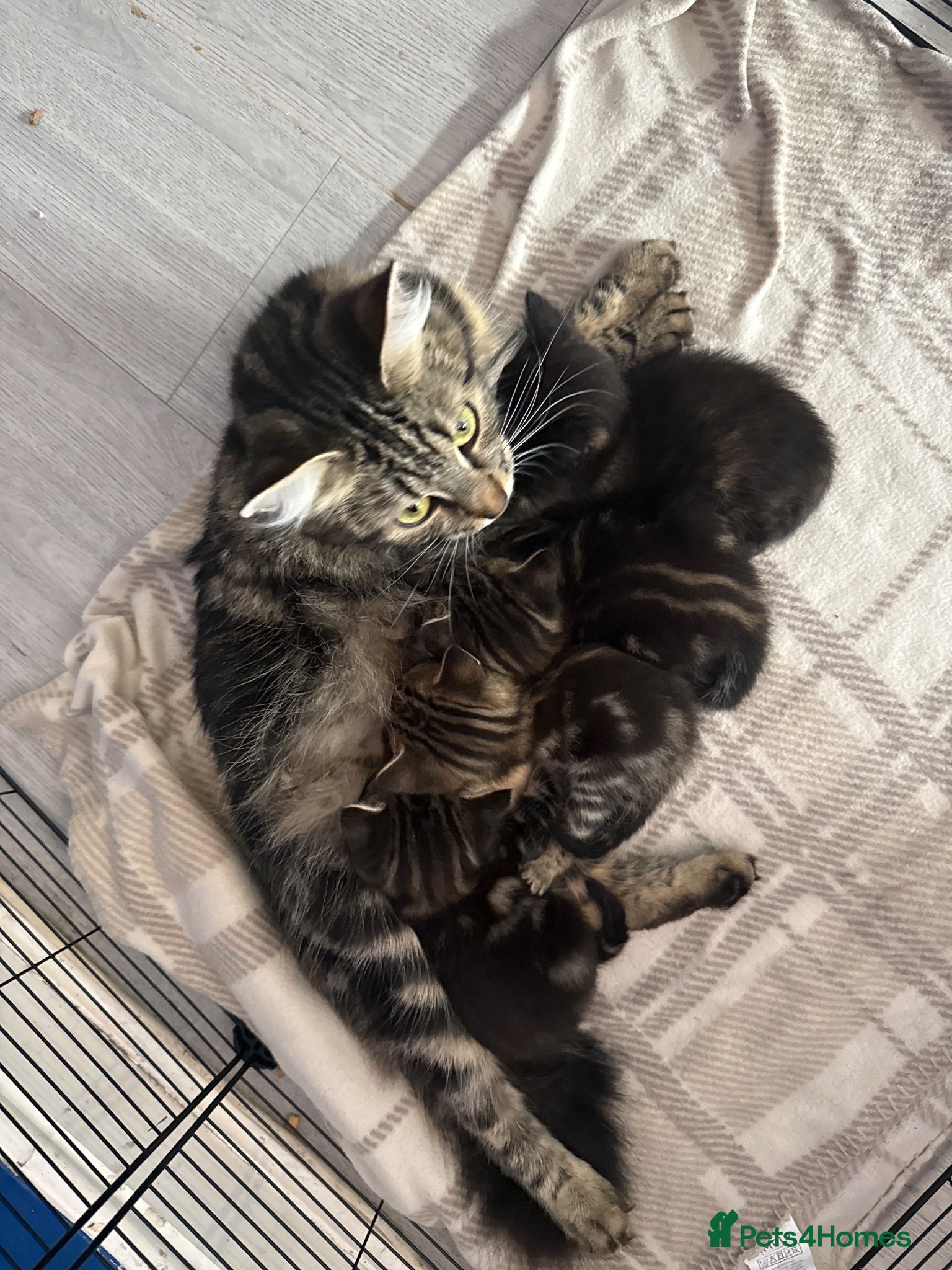 Mixed Breed cats Kittens for sale  - Advert 12