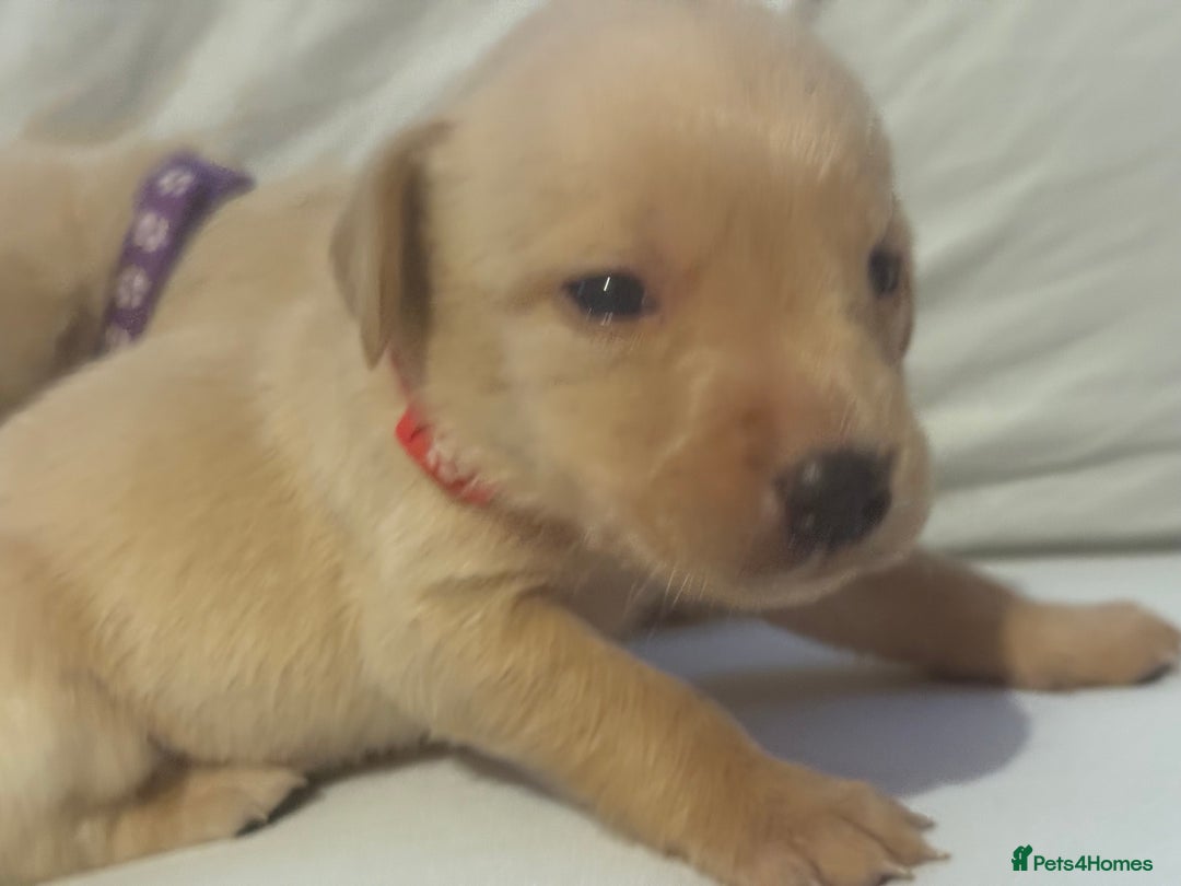 Labrador Retriever dogs for sale: KC registered Labrador puppies - Image 15