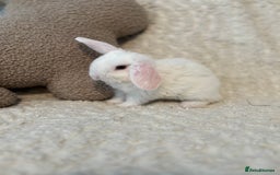 Mini Lop rabbits for sale: Mini plush lop babies 🫶🏻 ready to reserve! ✨  - Image 2