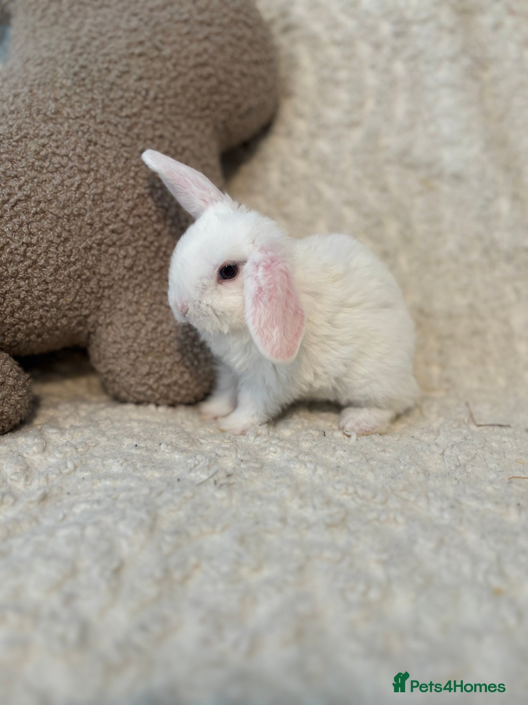 Mini Lop rabbits for sale: Mini plush lop babies 🫶🏻 ready to reserve! ✨  - Image 2