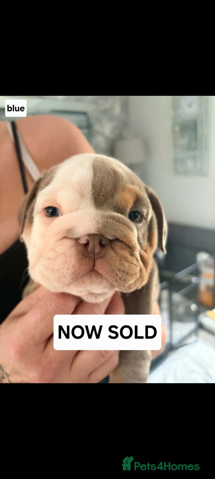 English Bulldog dogs 1 beautiful bulldog puppy for sale - Advert 2