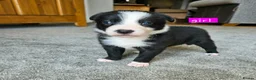 Border Collie dogs for sale: 🔥Unique tri border collie pups 🔥 - Advert 4