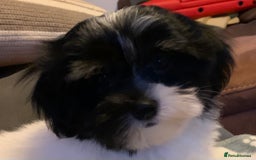 Maltese dogs for sale: Adorable little Maltese puppies  - Image 3