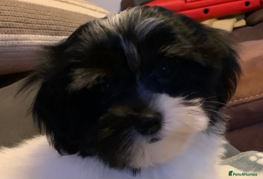 Maltese dogs for sale: Adorable little Maltese puppies  - Image 3