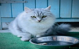 Siberian cats for sale: Hypoallergenic, fluffy, purebred healthy Siberians - Image 6