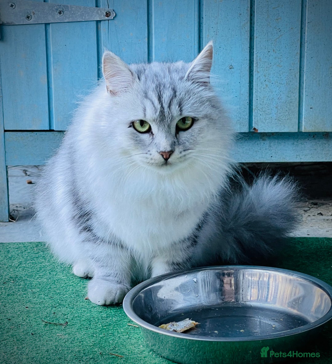 Siberian cats for sale: Hypoallergenic, fluffy, purebred healthy Siberians - Image 6
