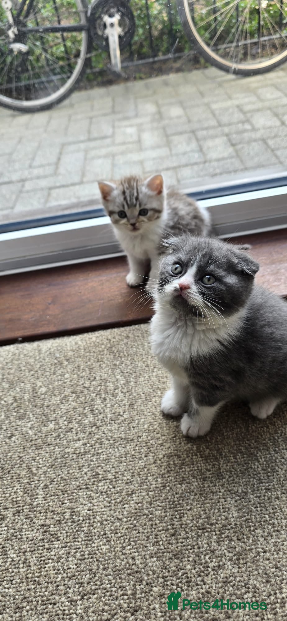 Scottish Fold cats For sale Scottish fold  kittens.  - Advert 2