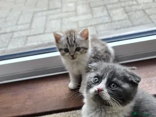 Scottish Fold cats For sale Scottish fold kittens. - Advert 2