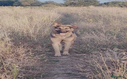 Mixed Breed dogs for sale: 10 month old German shepherd cross Sammy - Image 5