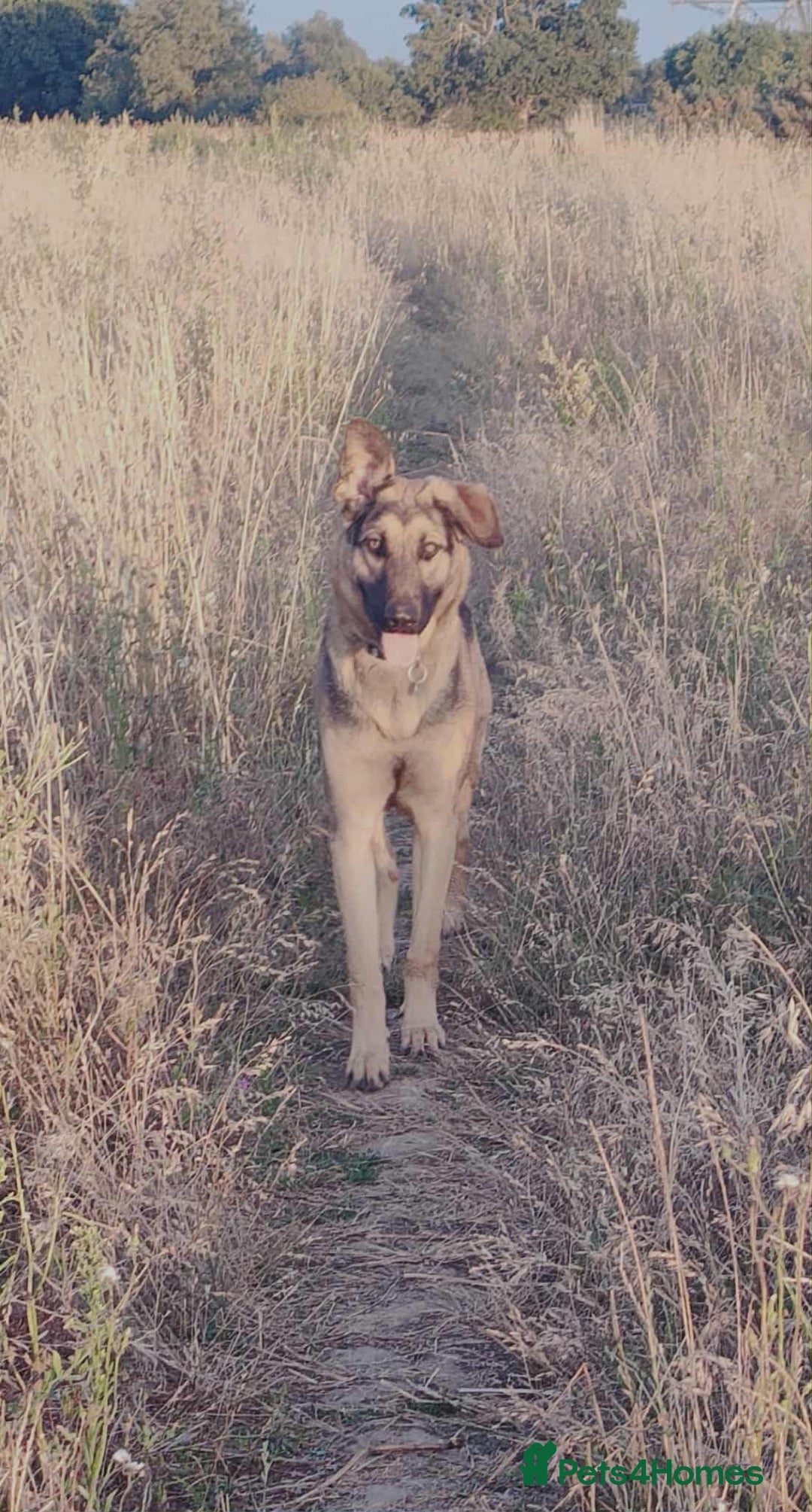Mixed Breed dogs for sale: 10 month old German shepherd cross Sammy - Image 5