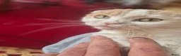 Mixed Breed cats for sale: Scottish fold/ Sphinx mix - Advert 10