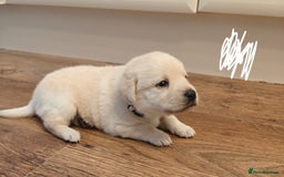 Labrador Retriever dogs for sale: Labrador Retriever Puppies - Image 8