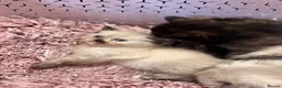 Mixed Breed cats for sale: 6 ragdoll x Persian kittens - Advert 23