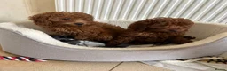 Cavapoo dogs for sale: Stunning health checked Cavapoo puppies  - Advert 4