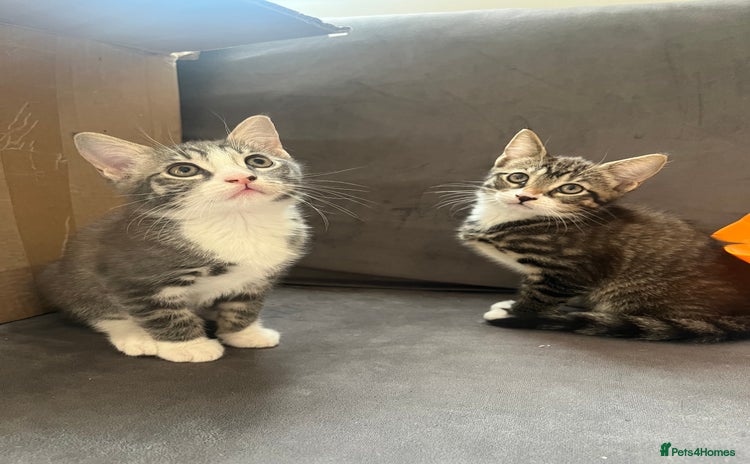 Mixed Breed cats - Advert 2