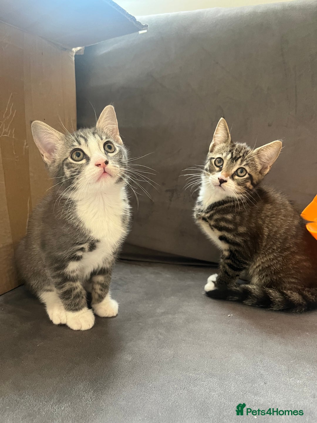 Mixed Breed cats for sale: 1 x Stunning Beautiful Girl Kitten Ready NOW - Image 1
