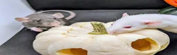 Rat rodents for sale: 4 female baby dumbo rats available  - Advert 8