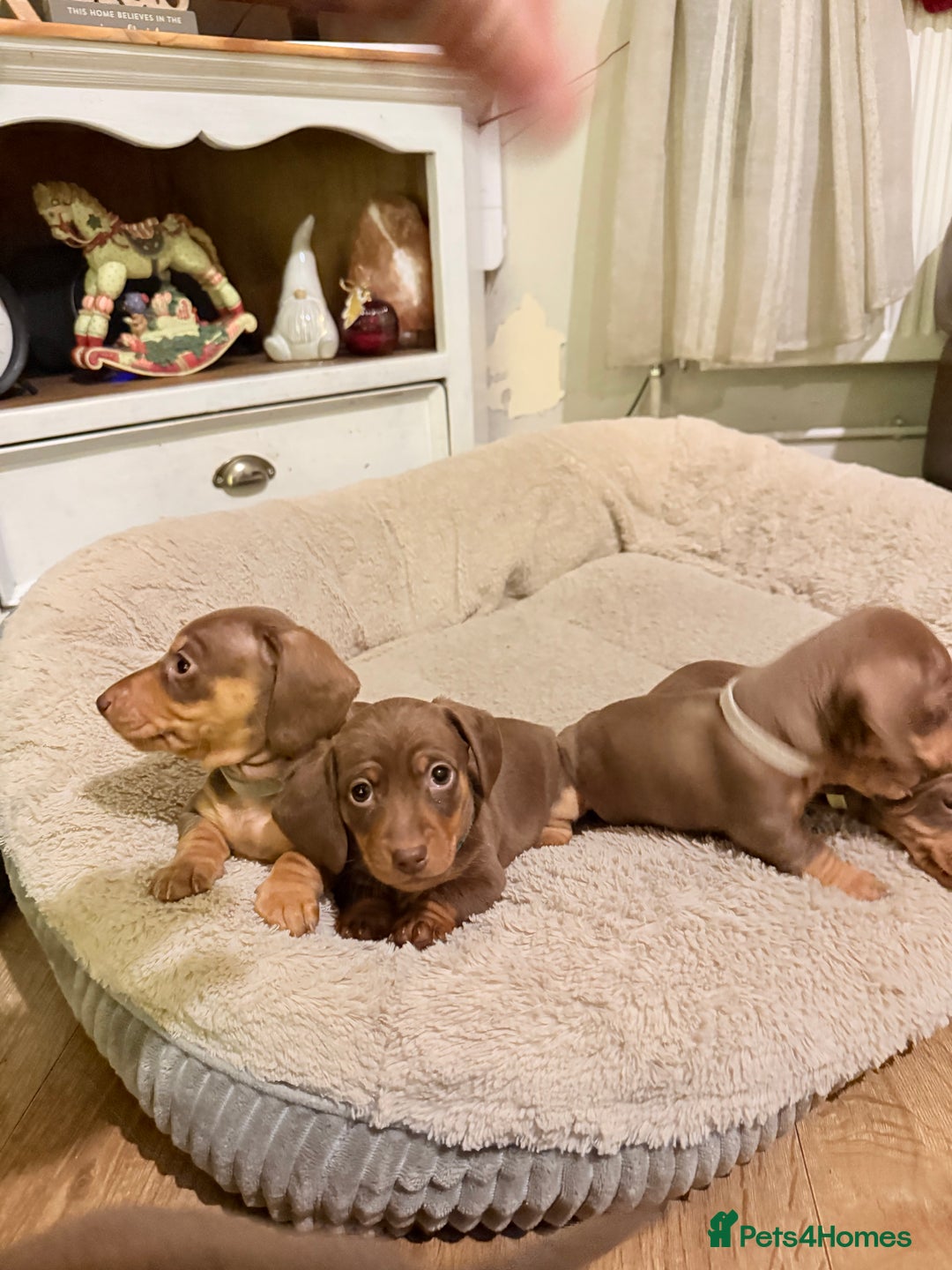 Miniature Dachshund dogs for sale: 3 girls Left Miniature Dachshund chocolate & tan - Advert 21