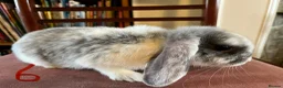 Mini Lop rabbits for sale: Lovely Mini Lop Babies - Advert 24
