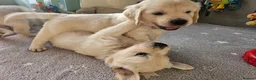 Golden Retriever dogs for sale: Outstanding Kc registered Golden Retriever puppies - Advert 11
