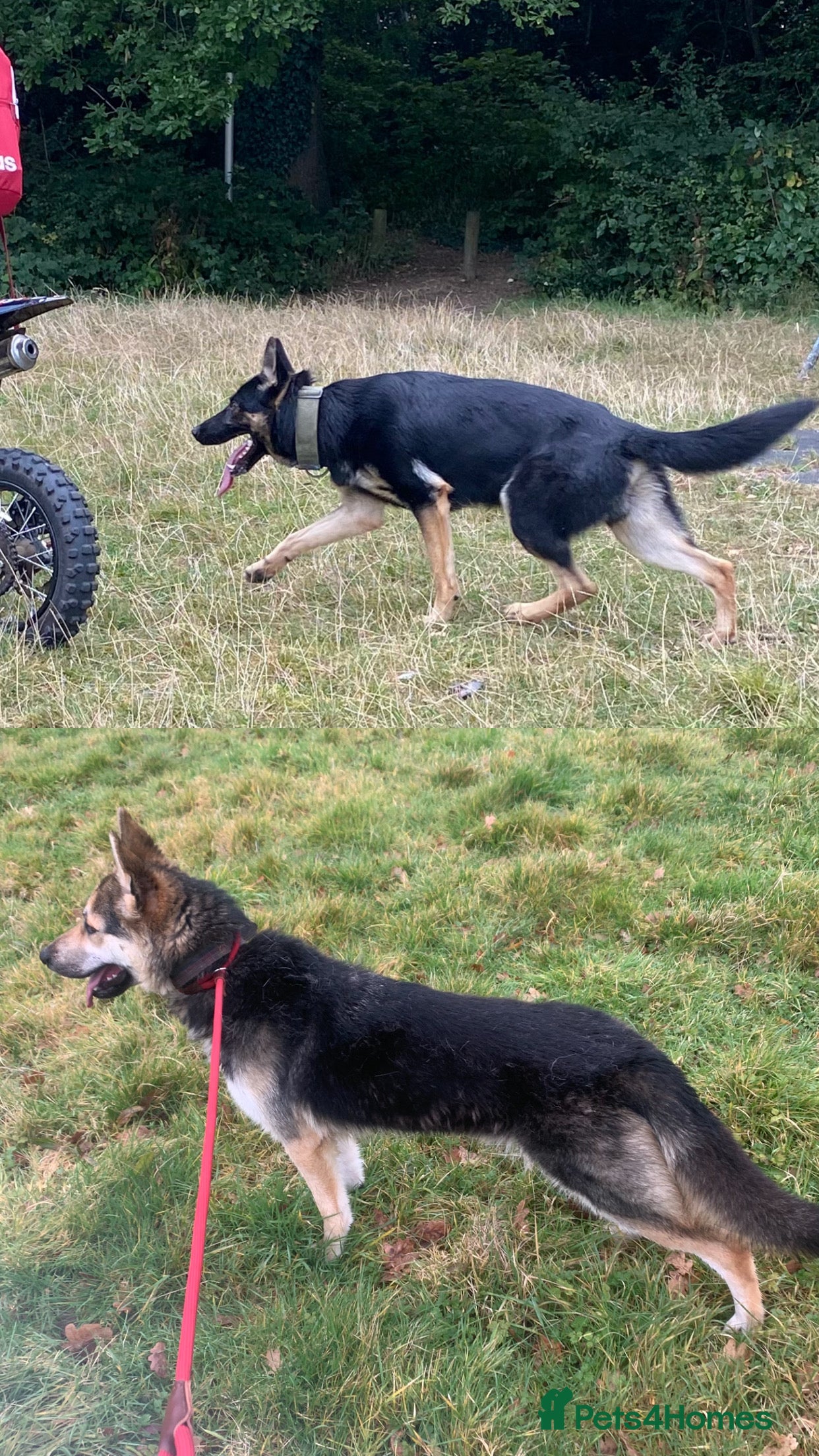 German Shepherd dogs West German shepherd Puppys  - Advert 11