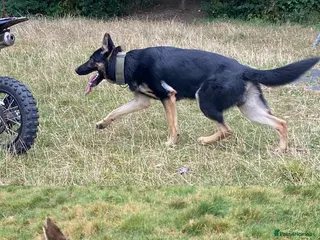 German Shepherd dogs West German shepherd Puppys - Advert 3