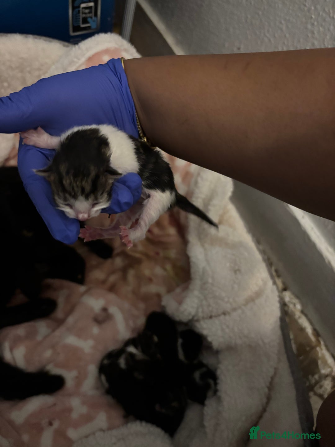 Domestic Shorthair cats for sale: Beautiful Newborn Ready for Homes in 8 Weeks 🐾 - Image 9