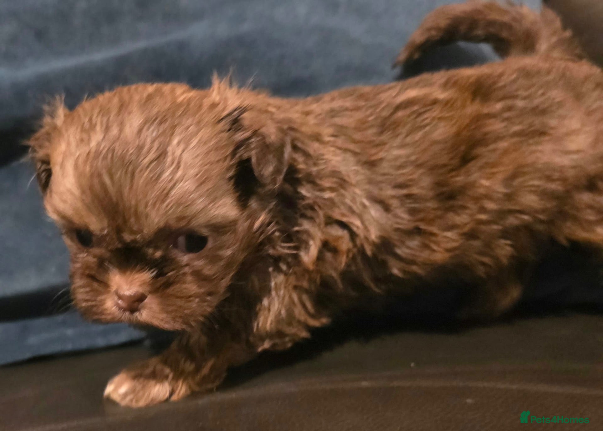 Shih Tzu dogs for sale: Stunning Imperial Shih tzu puppies KC - Advert 1