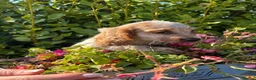 Cocker Spaniel dogs for sale: Only 2 left - Advert 9