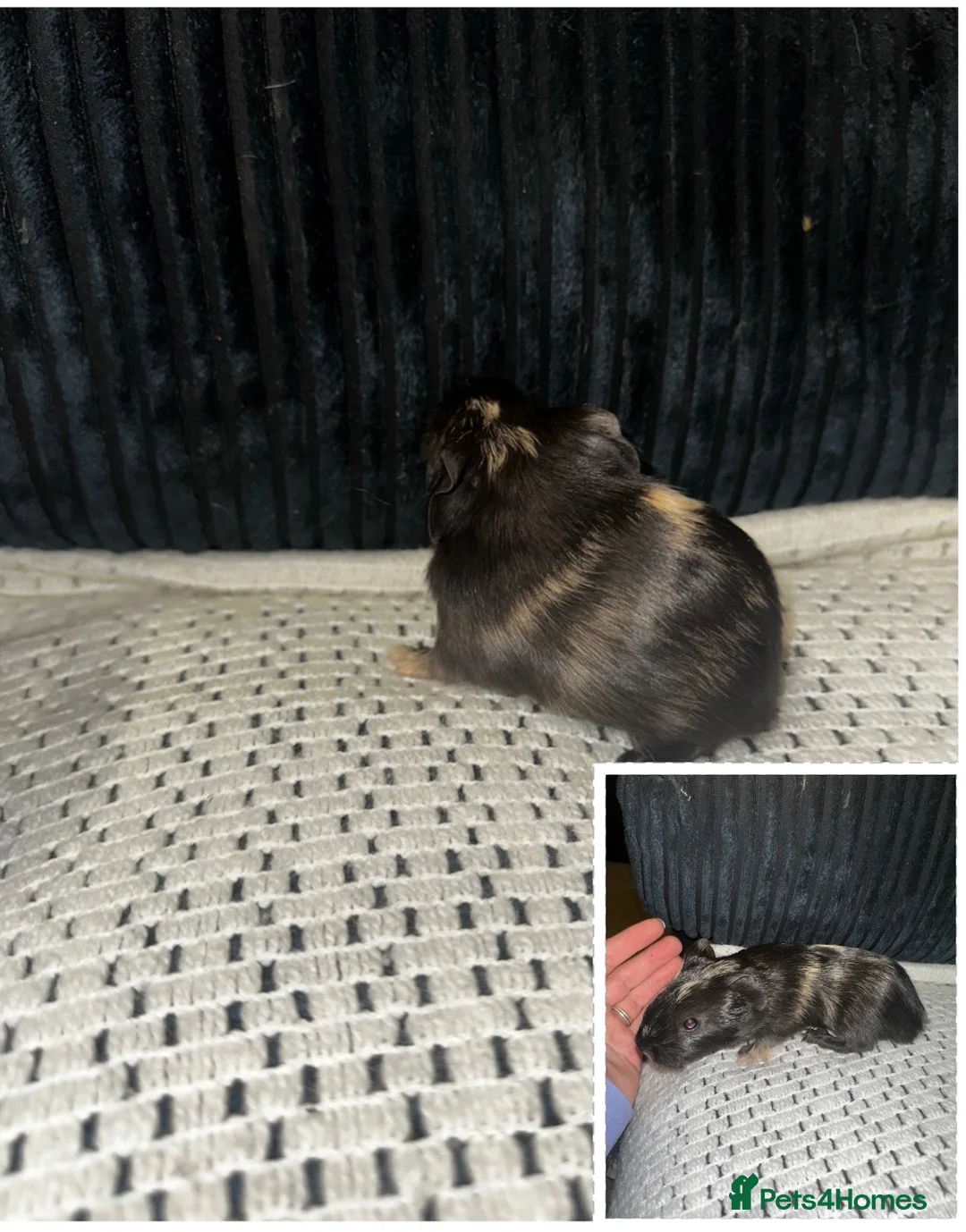 Guinea Pig rodents for sale: Baby boy Guinea pigs  - Advert 8