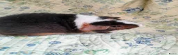 Guinea Pig rodents for sale: Pretty baby Teddy boys  - Advert 3