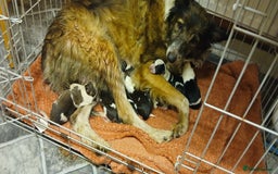 Border Collie dogs for sale: My babies  - Image 2