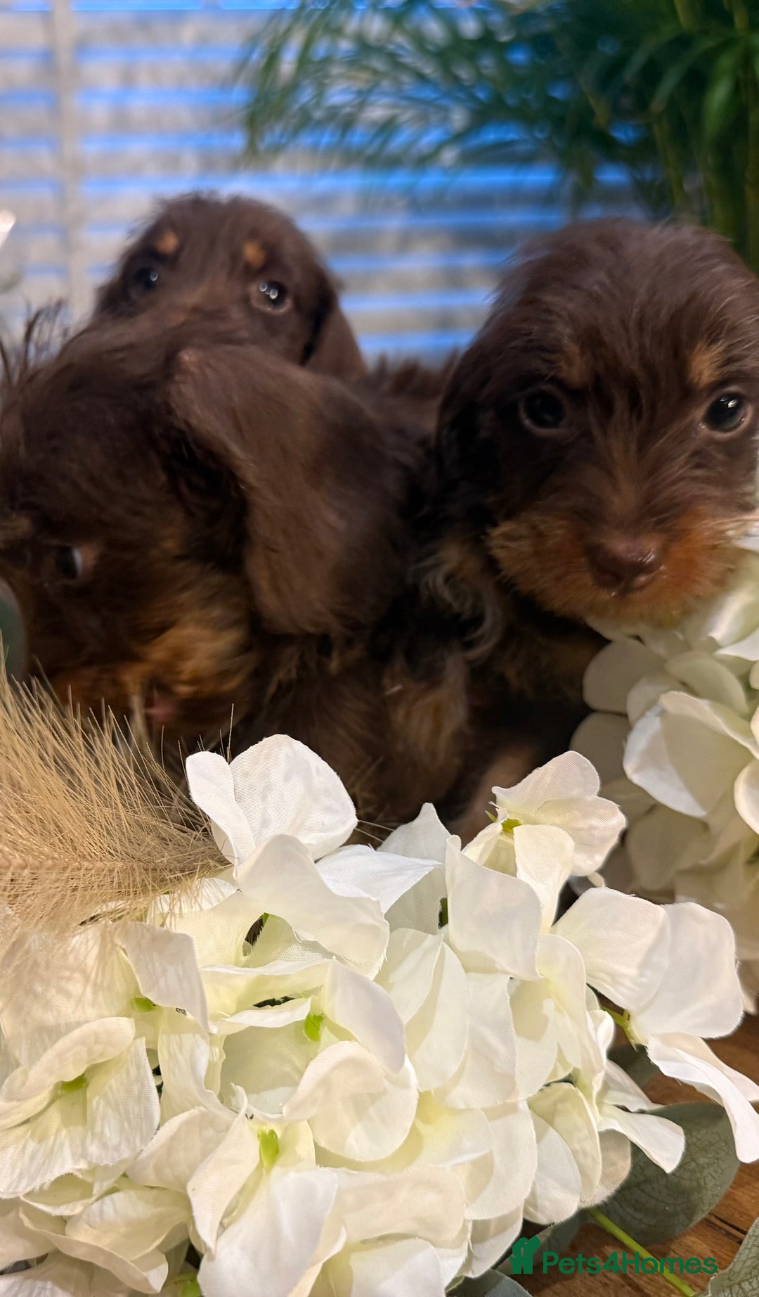 Miniature Dachshund dogs for sale: Ready Now miniature Wirehaired dachshunds - Image 9