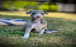 Whippet dogs for sale: Show Quality Blue Brindle KC Registered Whippets - Image 18