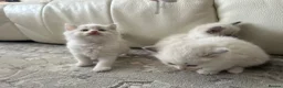 Ragdoll cats for sale: Pure Ragdoll Kittens - Advert 25