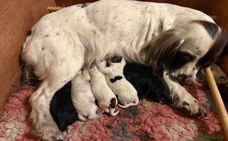Sprocker dogs - Advert 6