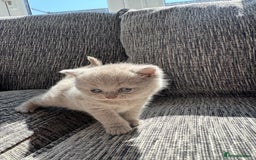 Scottish Fold cats for sale: Beautiful TICA reg Scottish Fold/Straight Kittens  - Image 14
