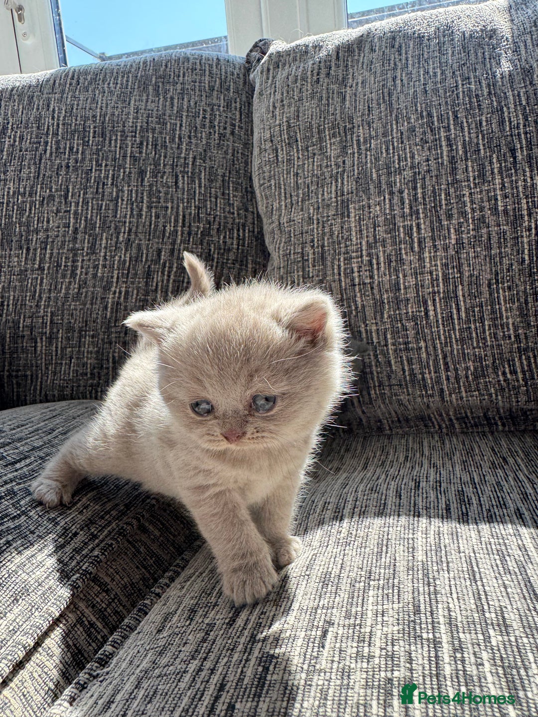 Scottish Fold cats for sale: Beautiful TICA reg Scottish Fold/Straight Kittens  - Image 14